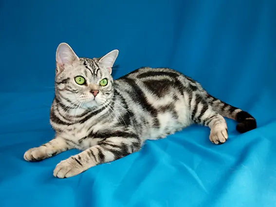 American shorthair: foto de um gato da raça