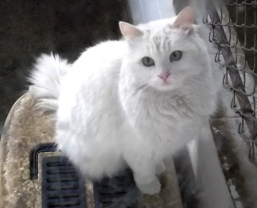 Angorá turco: foto de um gato da raça