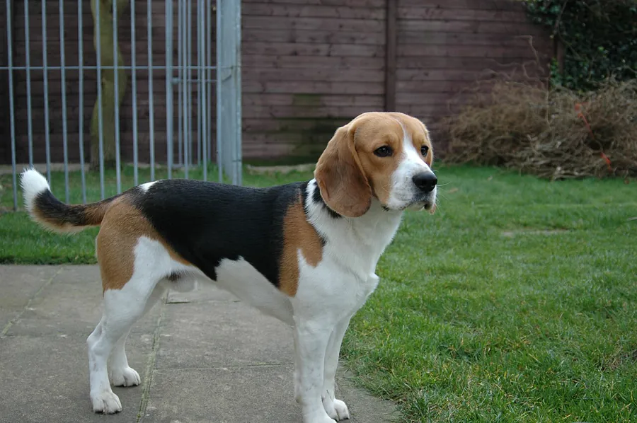 Beagle: foto de um cachorro da raça