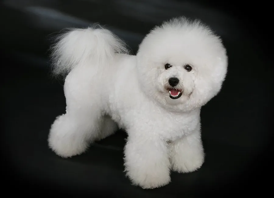 Bichon frisé: foto de um cachorro da raça