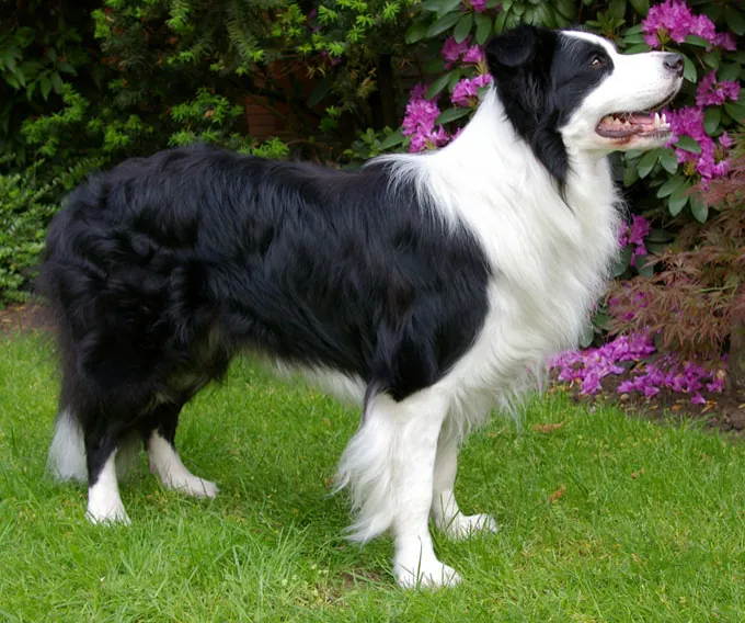 Border collie: foto de um cachorro da raça