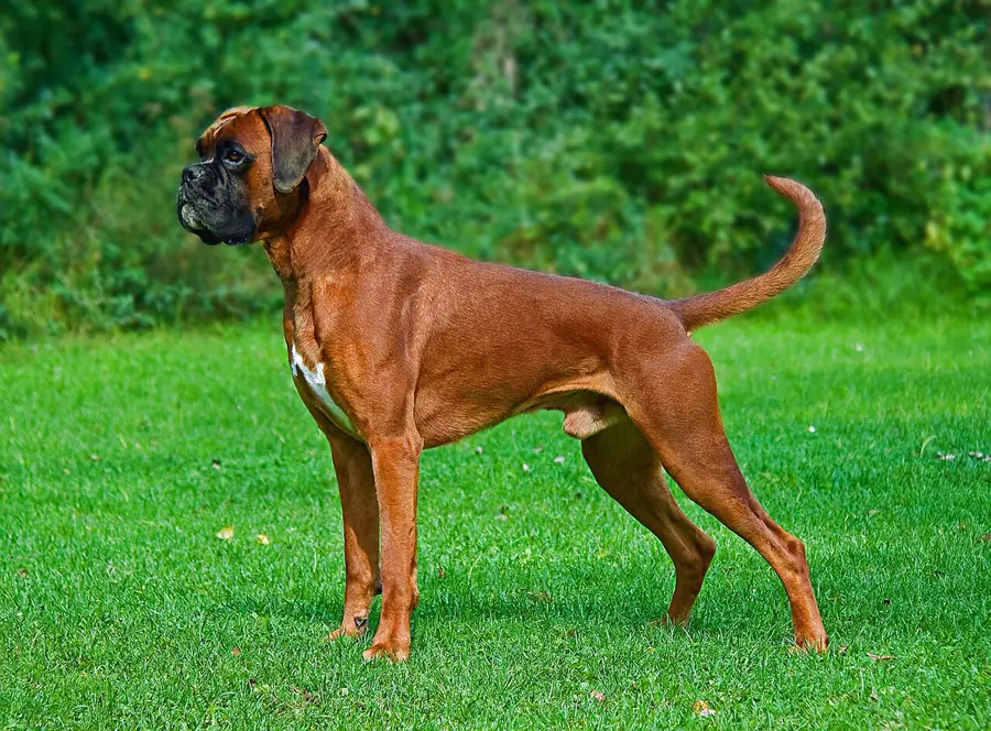 Boxer: foto de um cachorro da raça