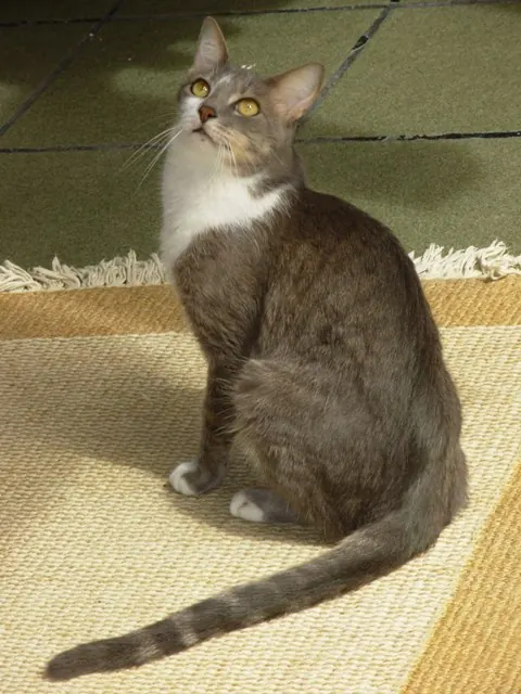 Brazilian shorthair: foto de um gato da raça