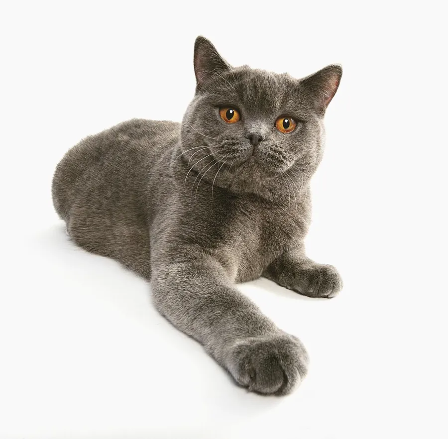British shorthair: foto de um gato da raça