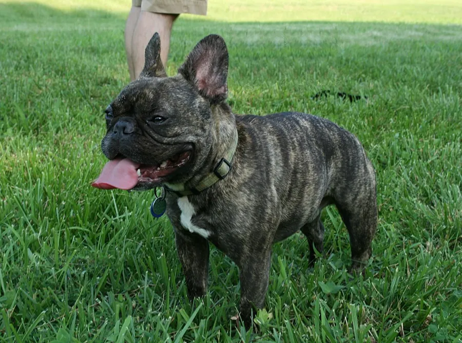 Bulldog francês: foto de um cachorro da raça