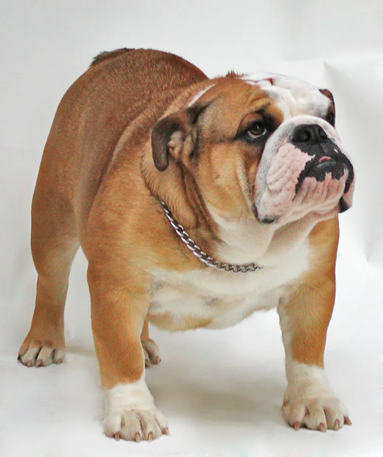 Bulldog inglês: foto de um cachorro da raça