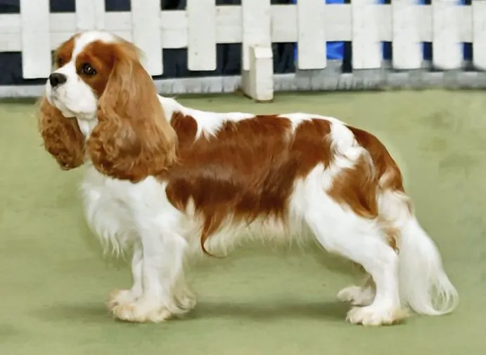 Cavalier king charles spaniel: foto de um cachorro da raça