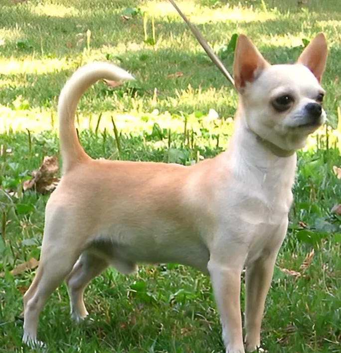 Chihuahua: foto de um cachorro da raça