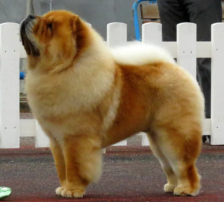 Chow chow: foto de um cachorro da raça