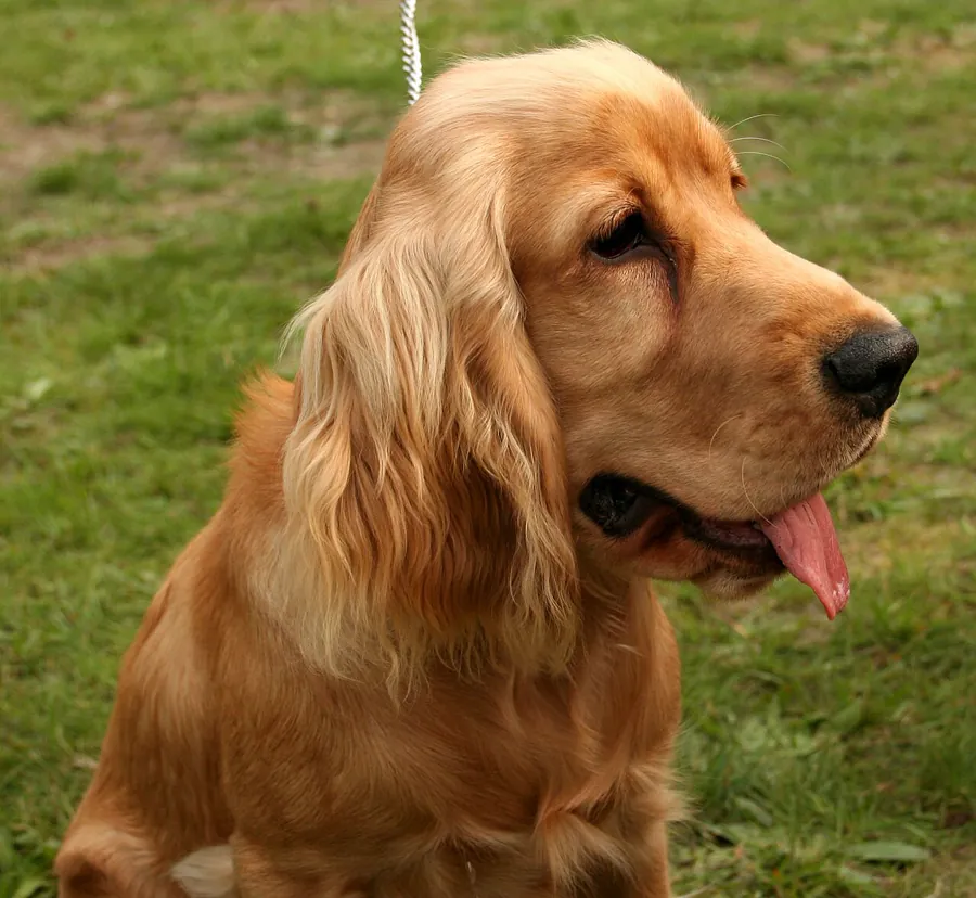 Cocker spaniel inglês: foto de um cachorro da raça