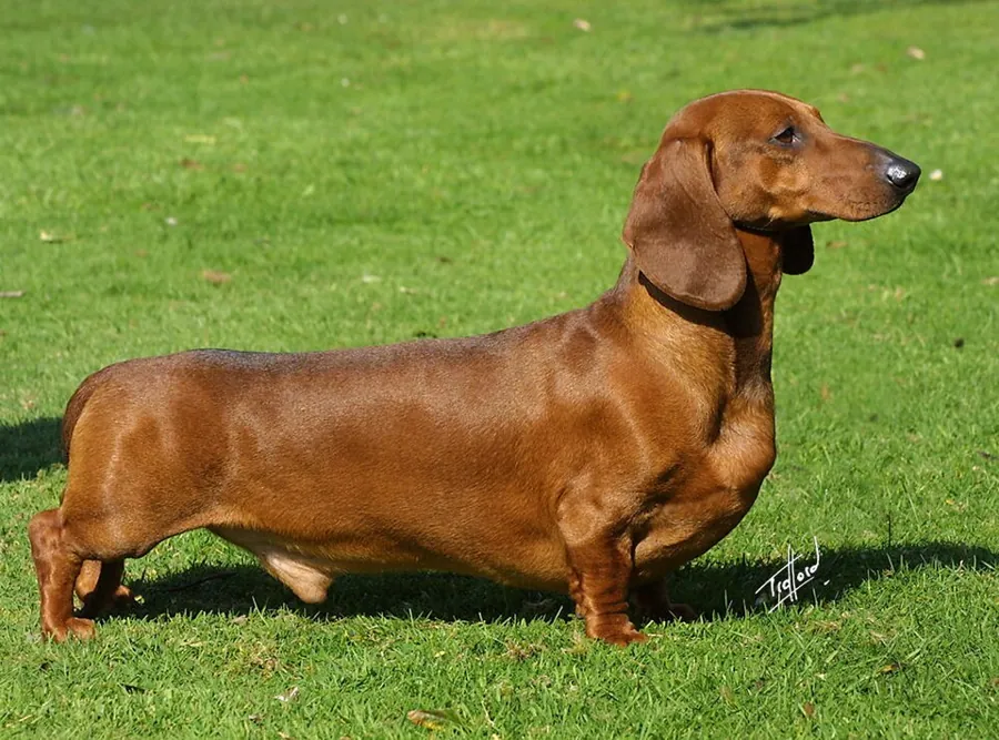 Dachshund (salsicha): foto de um cachorro da raça