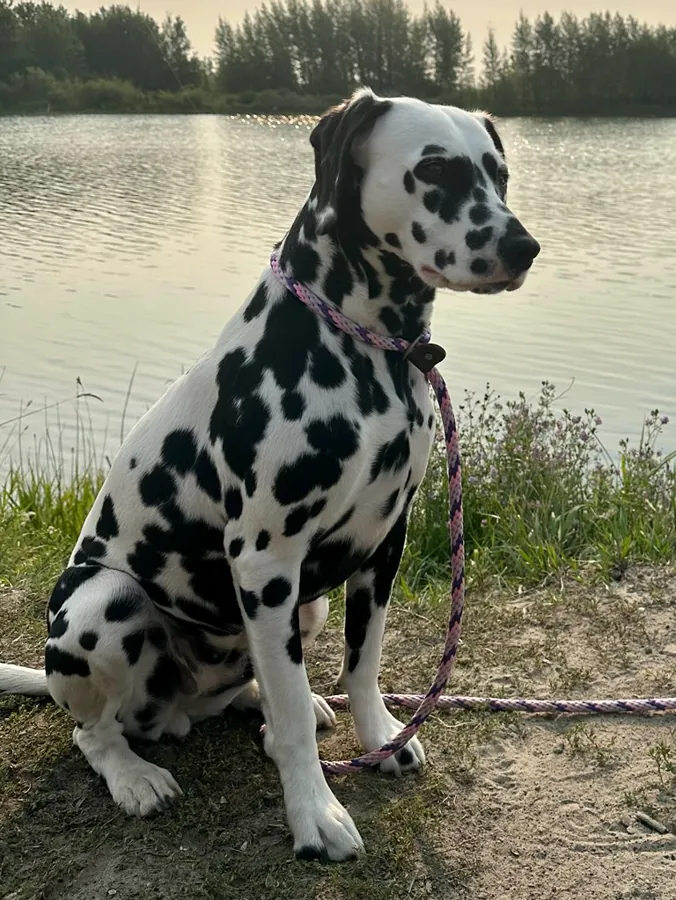 Dálmata: foto de um cachorro da raça