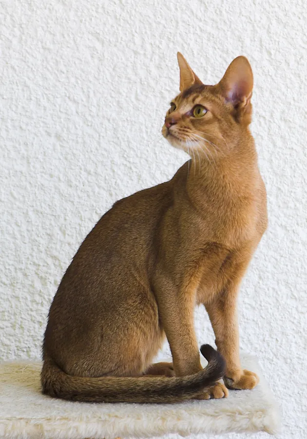 Abissínio: foto de um gato da raça