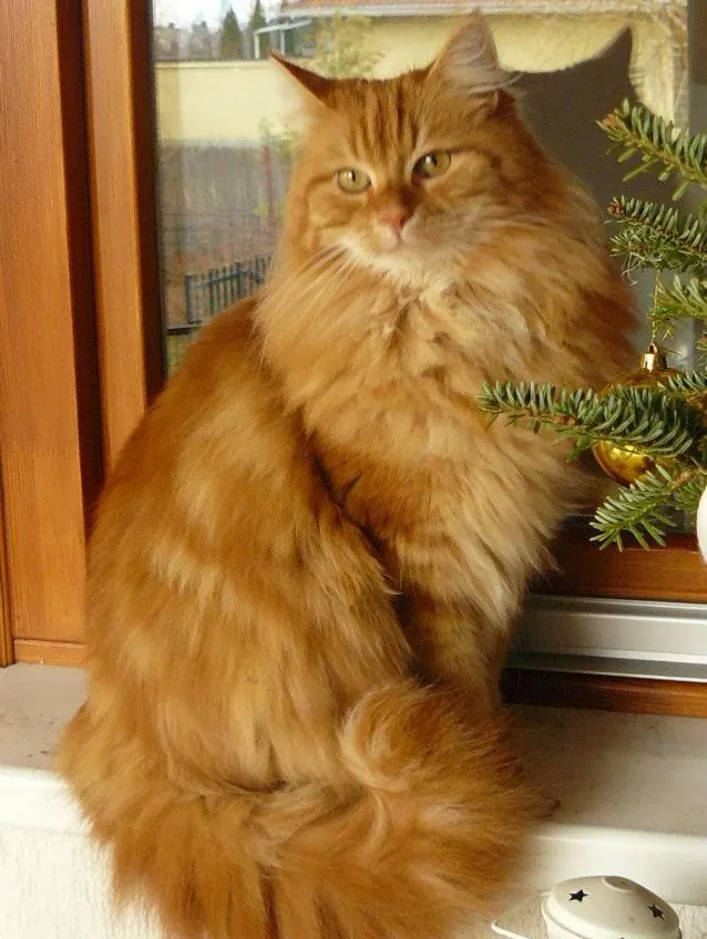 Angorá: foto de um gato da raça