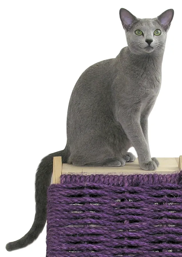 Azul russo: foto de um gato da raça