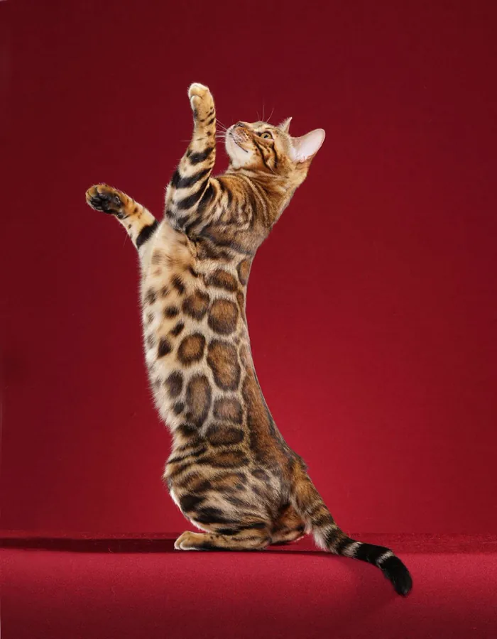 Bengal: foto de um gato da raça