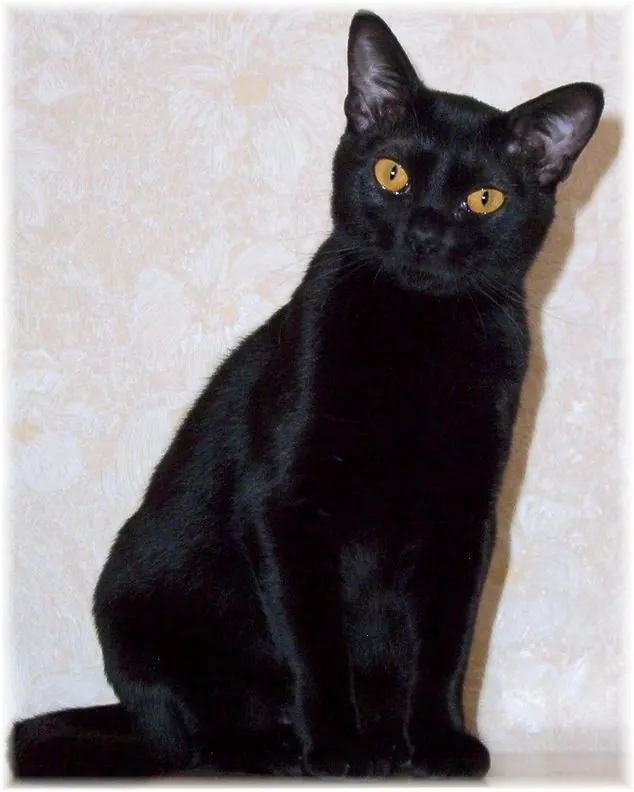 Bombaim: foto de um gato da raça
