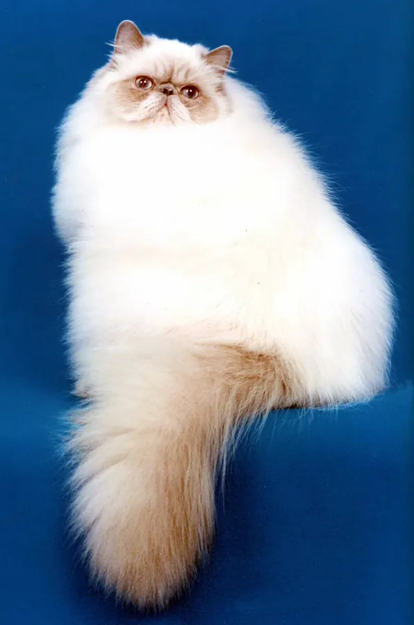Himalaio: foto de um gato da raça