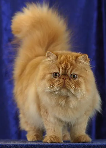 Persa: foto de um gato da raça