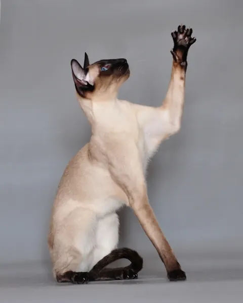 Siamês: foto de um gato da raça