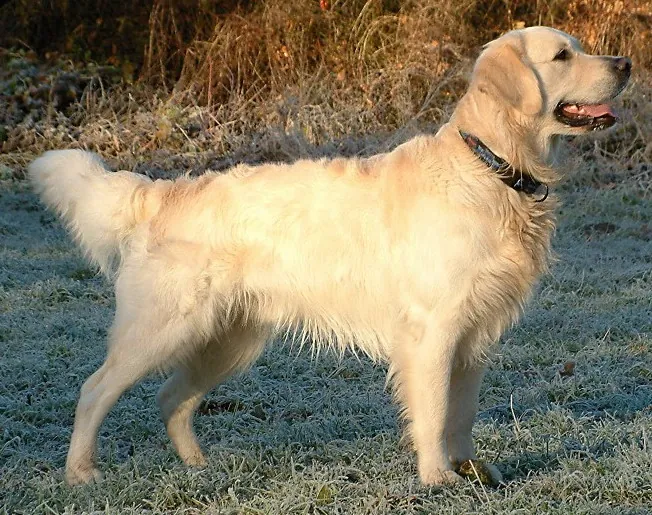 Golden retriever: foto de um cachorro da raça