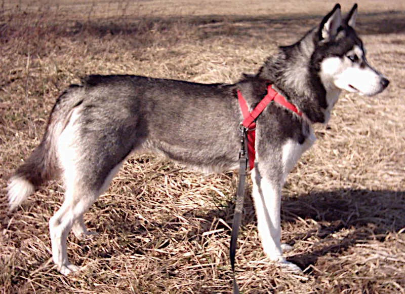 Husky siberiano: foto de um cachorro da raça