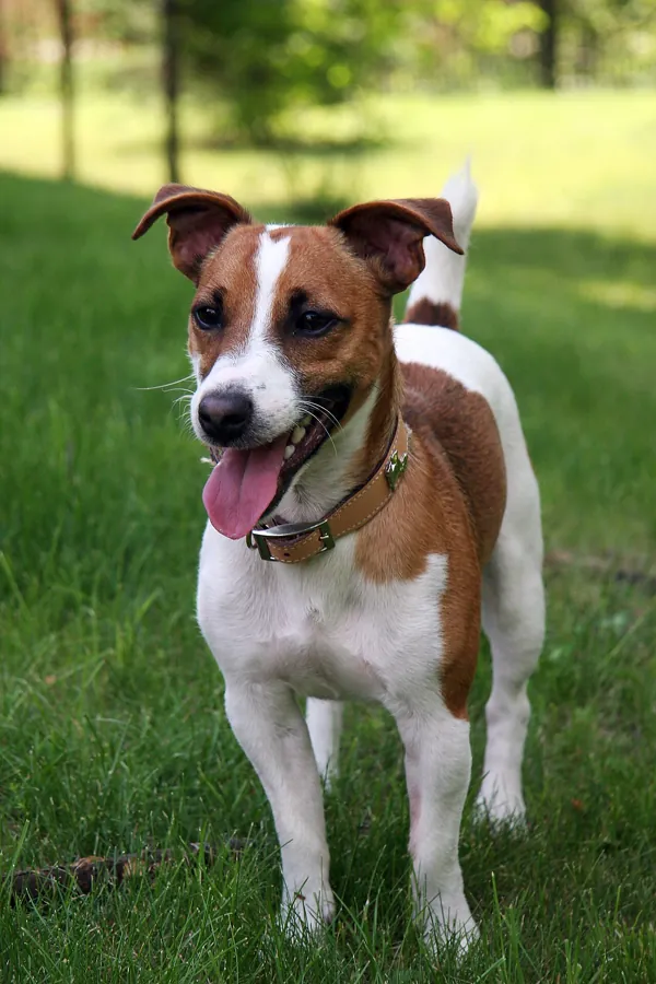 Jack russell terrier: foto de um cachorro da raça