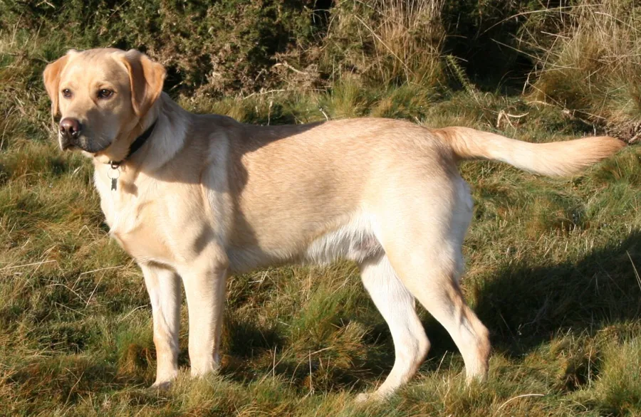 Labrador retriever: foto de um cachorro da raça