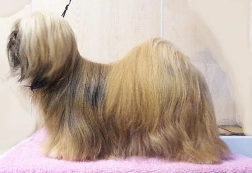 Lhasa apso: foto de um cachorro da raça