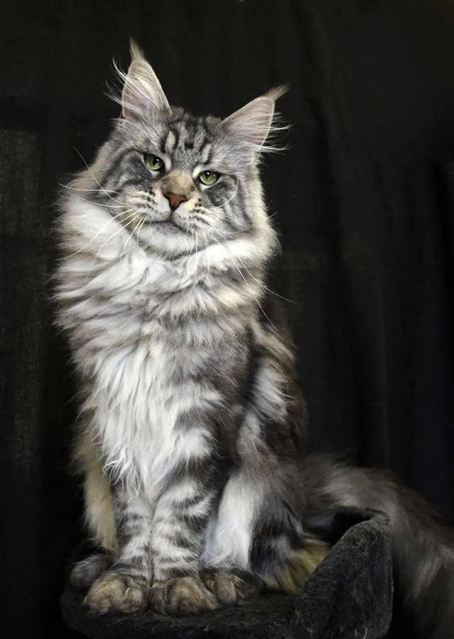 Maine coon: foto de um gato da raça