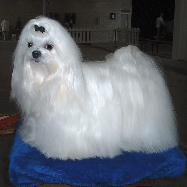 Maltês: foto de um cachorro da raça