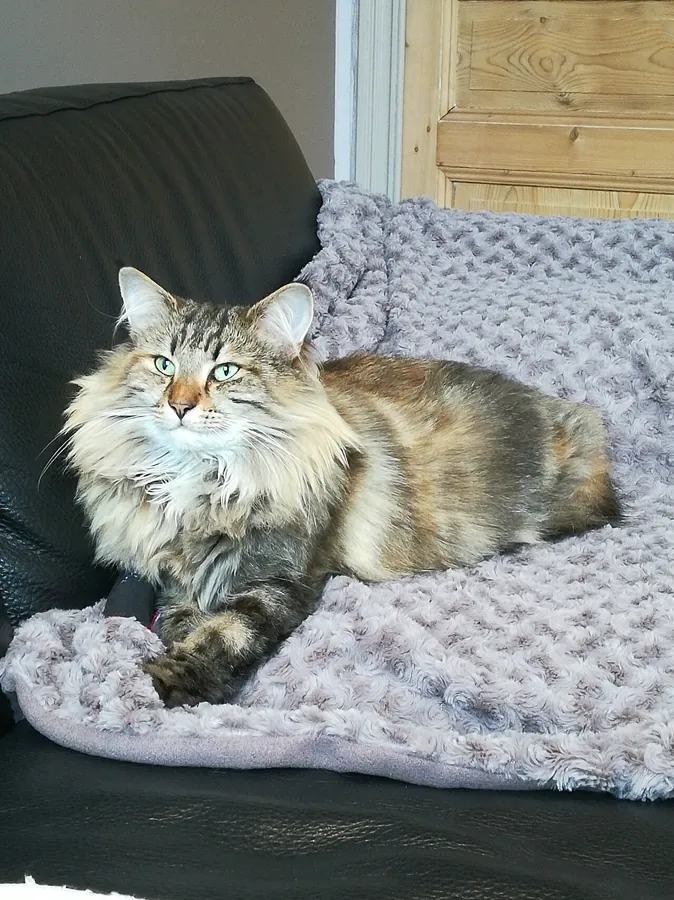 Norueguês da floresta: foto de um gato da raça