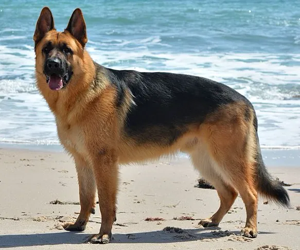 Pastor alemão: foto de um cachorro da raça