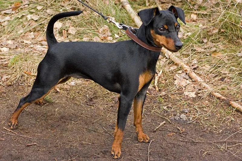 Pinscher miniatura: foto de um cachorro da raça