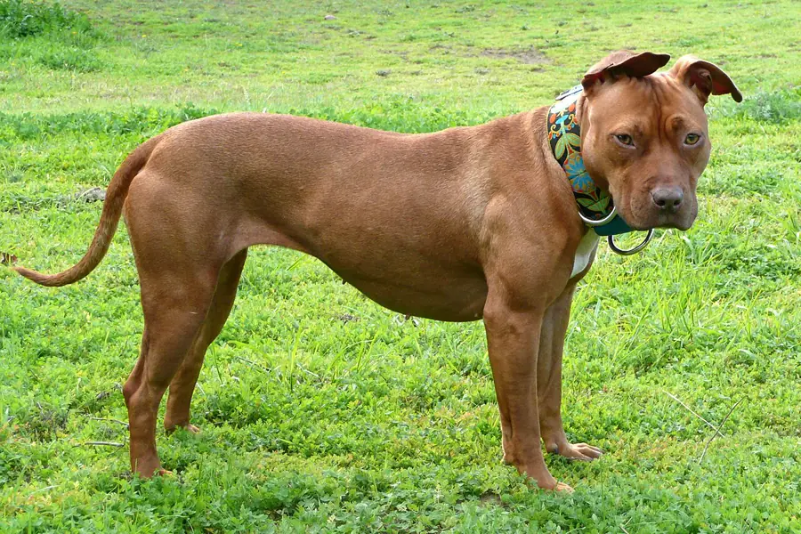 Pit bull (American pit bull terrier): foto de um cachorro da raça