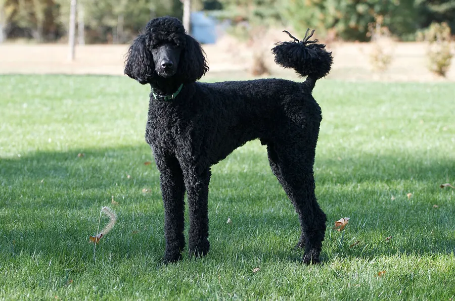 Poodle: foto de um cachorro da raça