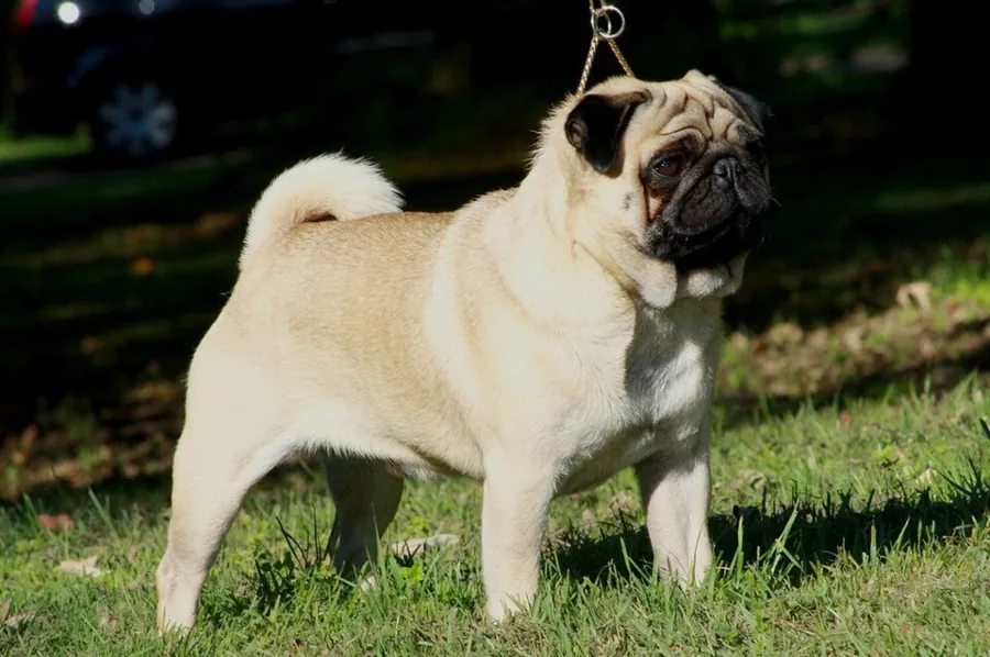 Pug: foto de um cachorro da raça