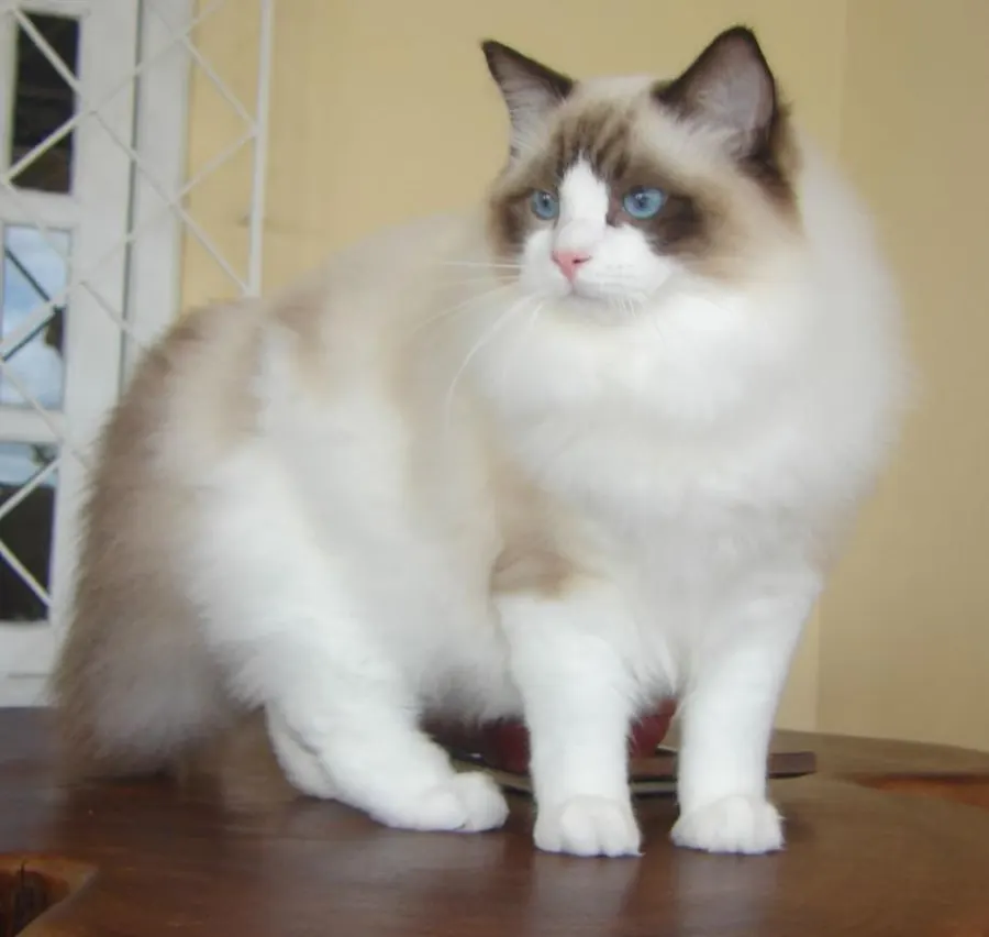 Ragdoll: foto de um gato da raça