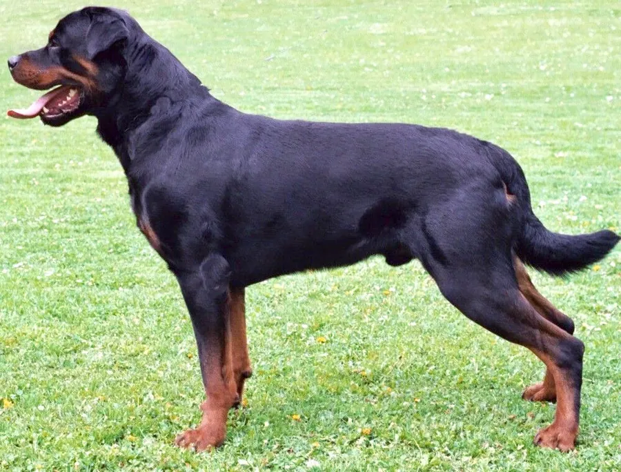 Rottweiler: foto de um cachorro da raça