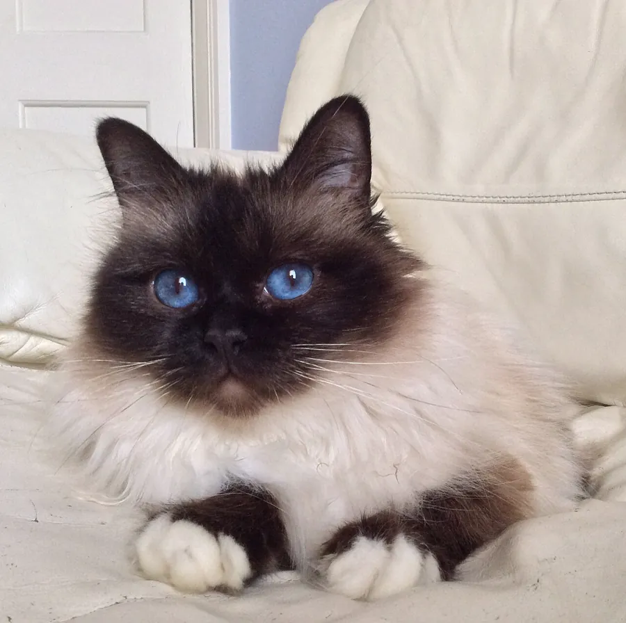 Sagrado da Birmânia: foto de um gato da raça