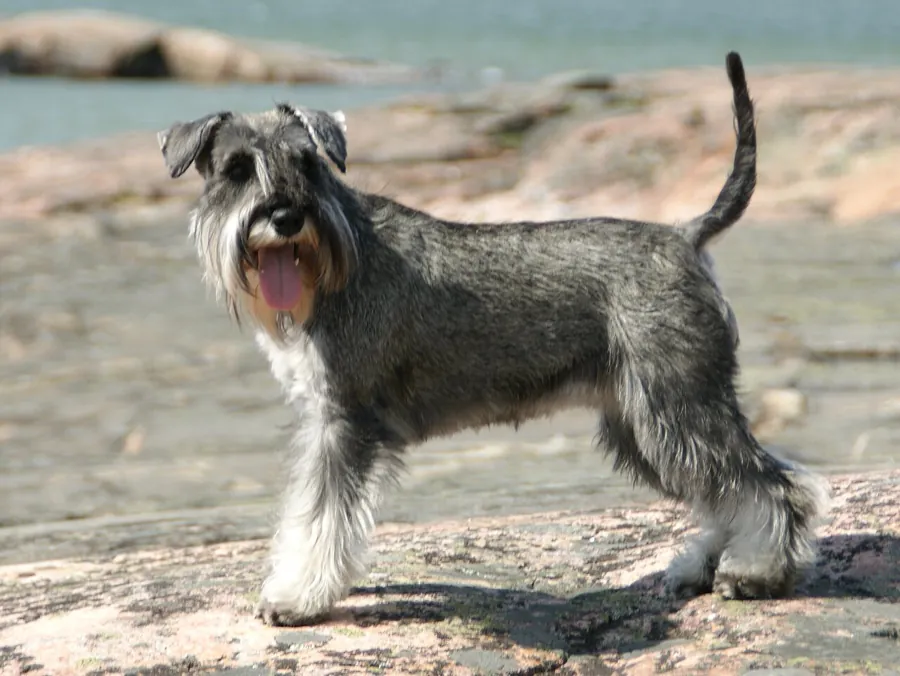 Schnauzer miniatura: foto de um cachorro da raça