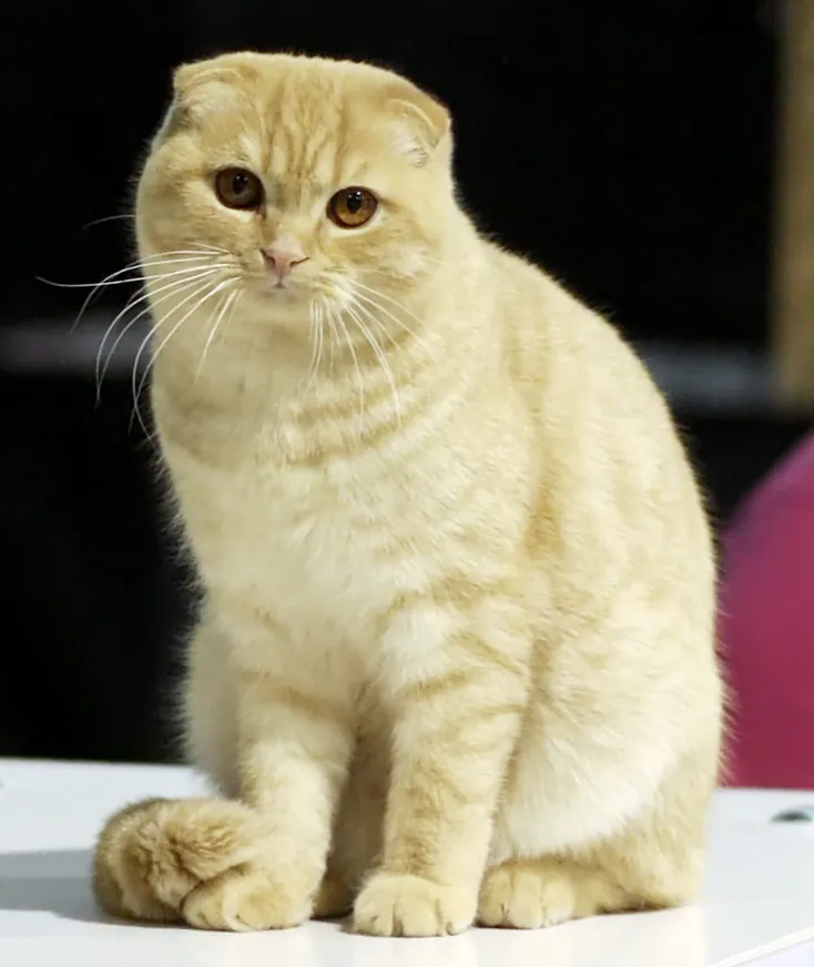 Scottish fold: foto de um gato da raça