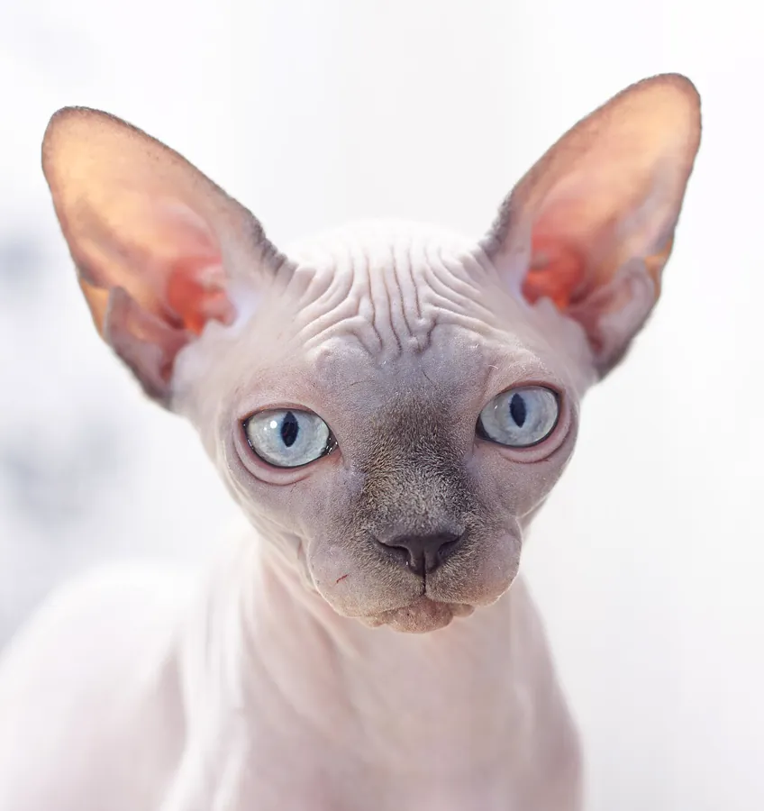 Sphynx: foto de um gato da raça