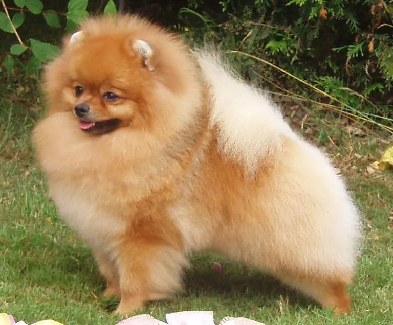 Spitz alemão (lulu da Pomerânia): foto de um cachorro da raça