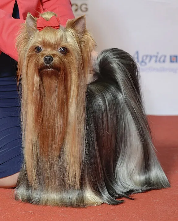 Yorkshire terrier: foto de um cachorro da raça